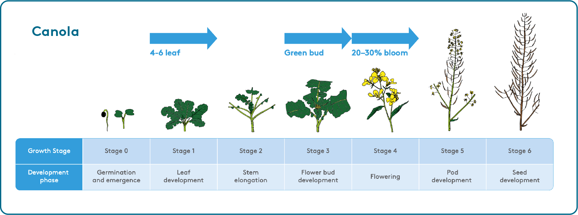 Canola Application timing